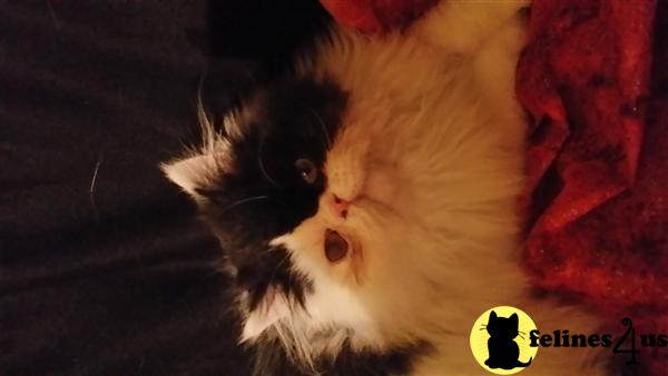 Nanafurbaby Picture 1